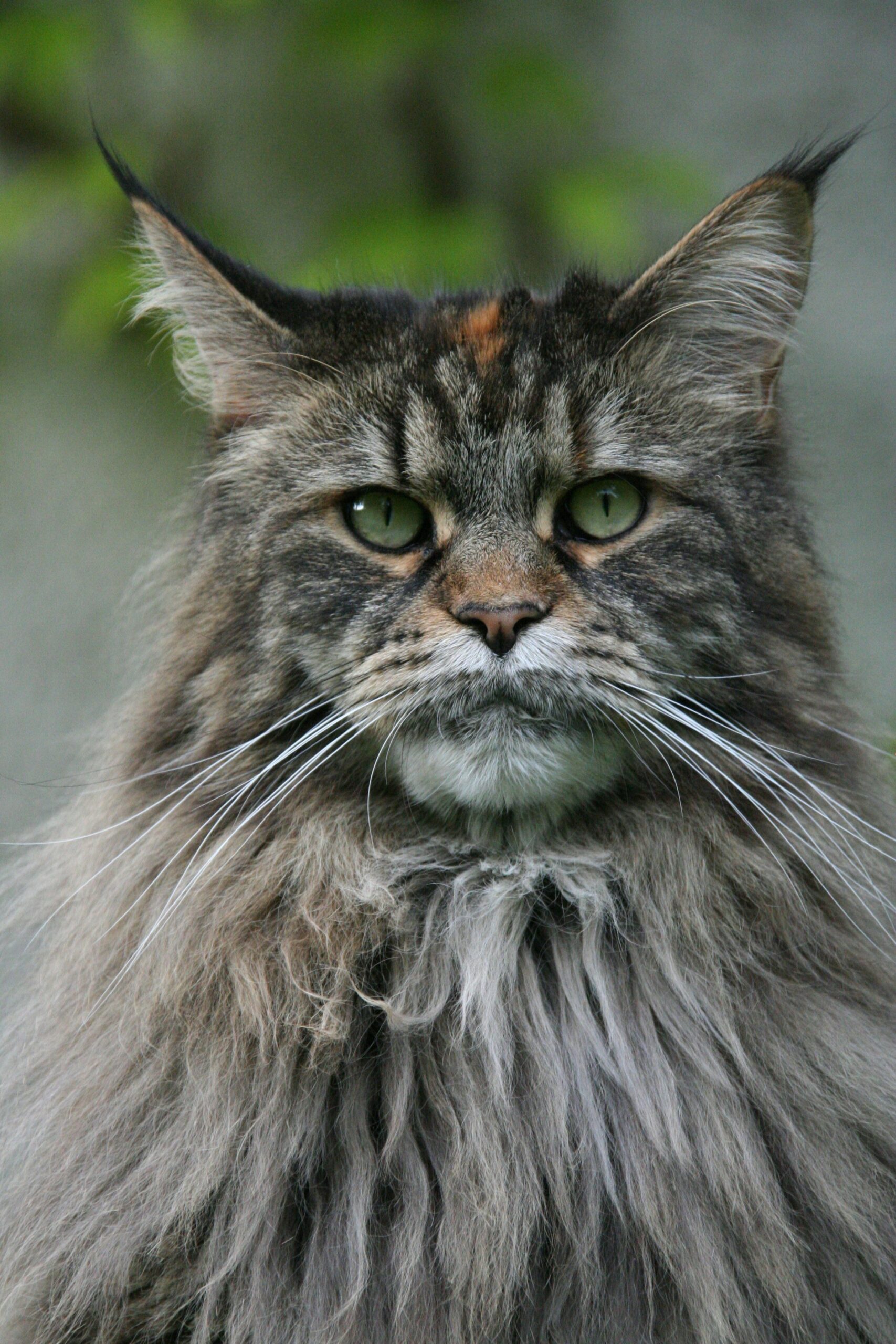 Norwegian Forest Cat Portrait